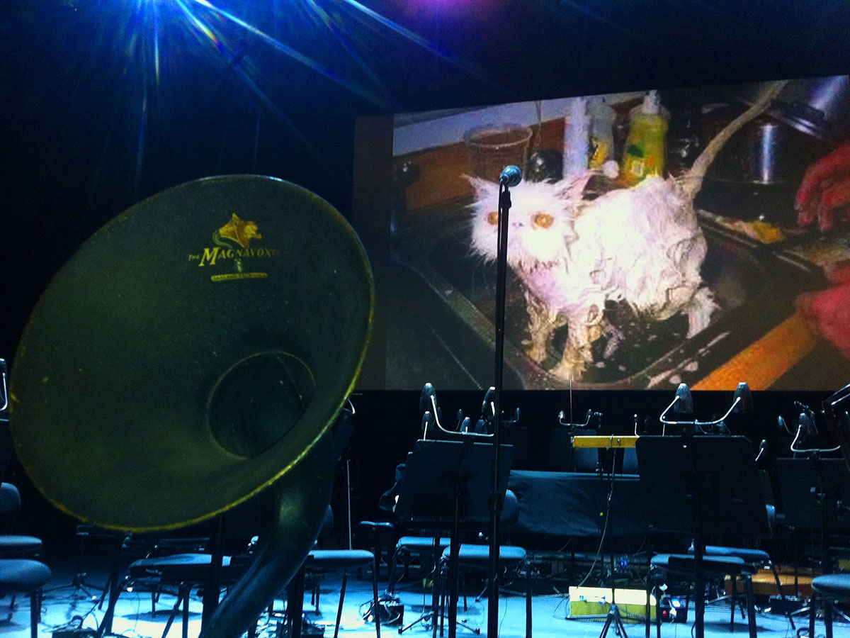 Bob Scott orchestra pit with cat